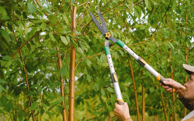Tree trimming in Woolstock, IA